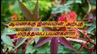 ஆமணக்கு இலையின் அற்புத மருத்துவப் பயன்கள்!!!