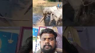 ##விவசாயம் காப்போம்#🔥💥💯#shorts#facts #puzzle#guessmystery#riddle#find#ytshorts #fun#y