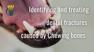 Identifying and treating dental fractures caused by chewing bones.