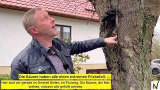 „Stadtverwaldung Nordhausen“ - mit Stadtförster Axel Axt: Baumfällungen in der Stadt 🌳