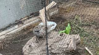 エゾライチョウ　旭山動物園 / Hazel Grouse in Asahiyama Zoo.