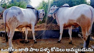 ఒంగోలు జాతి పాల పళ్ళ కోడెలు అమ్మబడును -big size milk teeth bulls for sale-ox videos-oxen video-oxen🐂