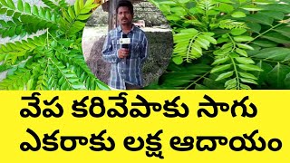 Success Story of Neem,Curry Leaf  Farming in Telugu / లాభదాయకంగా వేప,కరివేపాకు సాగు / IVA