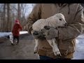 Will this Lamb Survive the Harsh Temperatures as Winter Turns to Spring?