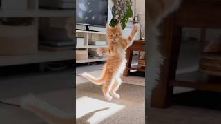 Funny Cats 😹 episode 553 #shorts