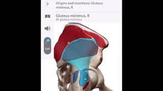 「解剖学」小臀筋の起始と停止 Starting and stopping the gluteus minimus muscle #Short