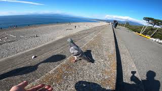 鳶と歩く鳩と雲と海 　駿河湾　千本浜公園　静岡県　2020年JAPAN