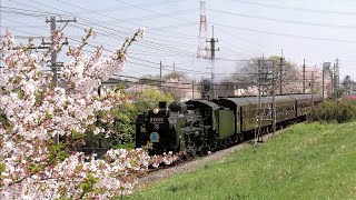 2024年4月14 日運行2日目 !  駅に咲く桜特集【ＳＬパレオエクスプレス旧型客車特別運行】秩父鉄道　C58＋旧型客車　祝C58製造80年記念