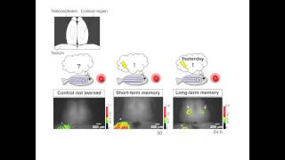 Retrieval of a Behavioral Program in Fish Brain