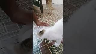 മാമ എനിക്ക് പാല്‍ വേണം #cat #fundub #comedy