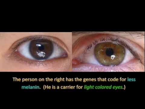 Genetics and Eye Color Genetics and Eye Color
