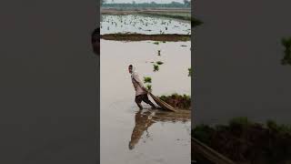 నారుపంచేస్తున్న ఫ్రెండ్స్#farming లైఫ్🌾💯🙏🌾