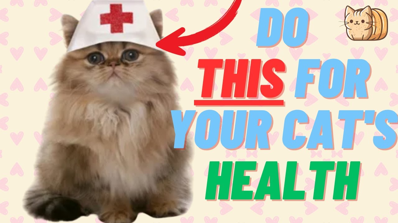 4 Tips You Should Know For Keeping Your Cat Healthy And Happy Youtube