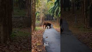 രാവിലെ തന്നെ ചെറിയ ചാറ്റൽ മഴയിൽ റോഡ് ക്രോസ്സ് ചെയ്യാൻ എത്തിയ മഞ്ഞ കൊമ്പൻ #elephant