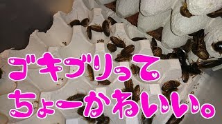 【閲覧注意】デュビアという愛らしいゴキブリ紹介【ゴキブリ動画】