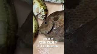 馬灣上星點泥鯭