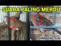 SUARA PALING MERDU ..... CIRI DAN KEISTIMEWAAN PERKUTUT CENDOLO SABDO #ragamindonesia #perkututlokal