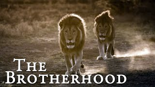 Lion Documentary - The Brotherhood | Wild Planet HD