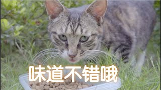 给小狸花尝尝50块一斤的豪华猫粮！她会喜欢吗？【D梦】