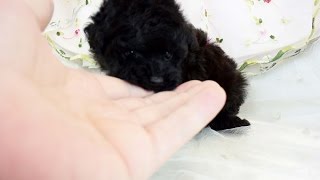 毛色はブルー（ブラック）の可愛いトイプードルの子犬