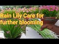 Rain Lily Care for better flowering / Rain Lily Flower / Rain Lily Flower / Rain Lily plant care