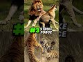 Lion VS Tiger, who's really stronger?