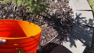 Spring Cleanup in the Garden 2026 #springcleanup #@patanna7452
