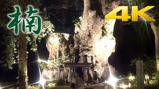 The sacred tree of the Japanese shrine.熱海・来宮神社【4K】