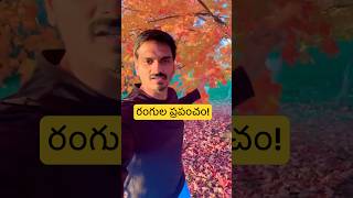 అమెరికా లో ఎటు చూసిన రంగుల చెట్లు! ❤️❤️Fall Season | Beautiful | Colorful USA |