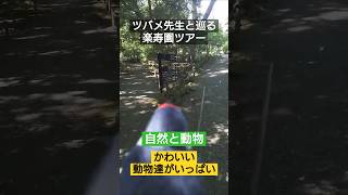 ツバメ先生と巡る「楽寿園」ツアー　#楽寿園　#動物　#vlog 　#カピバラ 　#三島市　#観光 #ツバメ