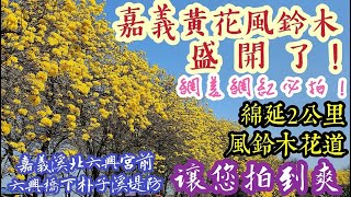 2022/03/13『嘉義黃花風鈴木 盛開了！網美網紅必拍！』嘉義六興宮前六興橋下朴子溪堤防 綿延2公里風鈴木花道 讓您拍到爽