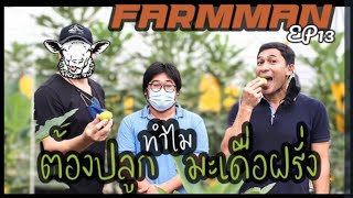 ฟาร์มแมน ep 13 มะเดื่อฝรั่ง ลูกเท่าไข่ไก่อร่อยแค่ไหนไปดู เดอะฟิกเนเจอร์ #FARMMAN #เกษตร ต้องรู้