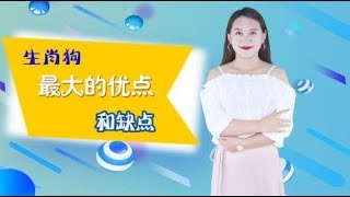 12生肖性格分析：生肖狗的最大优点与最大缺点，说得太准了！