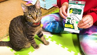 飼い主に初めて歯磨きシートされ嫌がる猫 Kitten Cat Japanese traditional house