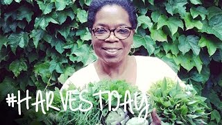 You Won’t Believe What Oprah Pulled from Her Vegetable Garden | #HarvestDay | Oprah Online