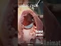 animación del ciclo cardíaco medicina cardiología biología corazón anatomia