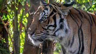 Malayan Tiger | Malayan tigers can reach running speeds of up to 40 mph