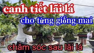 xuống lá mai vàng.theo từng giống,và kĩ thuật chăm sóc cho đạt hiệu quả nhất/mai vàng út thach.