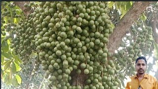 ছায়াযুক্ত জায়গায় কিভাবে এত লটকোন চাষ হলো | Doyel Agro Tips