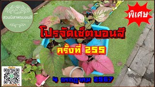 ❌ปิดทุกเซ็ตจ้า❌🔥🔥 โปรจัดเซ็ตบอนสี ครั้งที่ 255  🔥🔥 จัดเซ็ตพิเศษ 4 ก.ค. 67 โทร / ไลน์ 0805194988