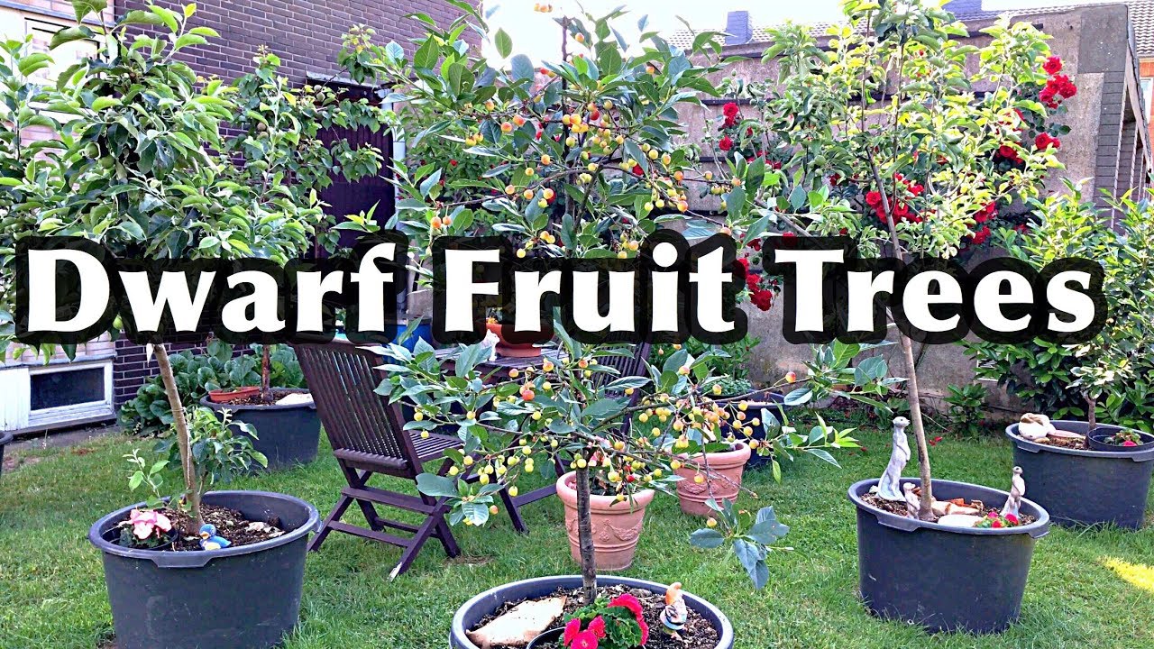 Dwarf Fruit Trees Plant - Ototeknologi