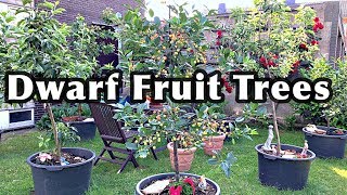 DWARF FRUIT TREES In Containers