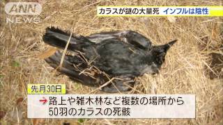 カラスの死骸81羽見つかる　餓死の可能性　埼玉(15/01/08)