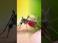 Singapore Researchers makes Millions of Mosquitos in Factory ! But Why ? #shorts #ytshorts #ytshort