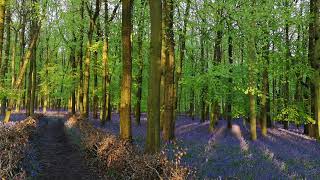 Bluebells at Dockey Wood in Ashridge Estate- May 2018.