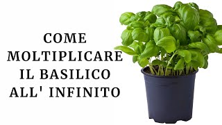 Come moltiplicare all’infinito il basilico per averlo sempre fresco