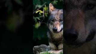 The Unexpected Truth Behind wolf #wolf #animal #wildlife #shorts
