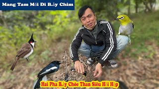 Cùng Anh Em Mang Ba Chim Mồi Đi B.ẫy Chim Và Pha B.ẫy Chòe Than Siêu Gây Cấn // Chiến Ơi