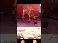 cats reflex 😱 cats time accuracy 🥵 disester form today new viral short 🔥