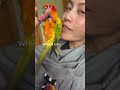 the floofiest animal parrot conure conures bird cute sunconurebird funnyanimal cute funny